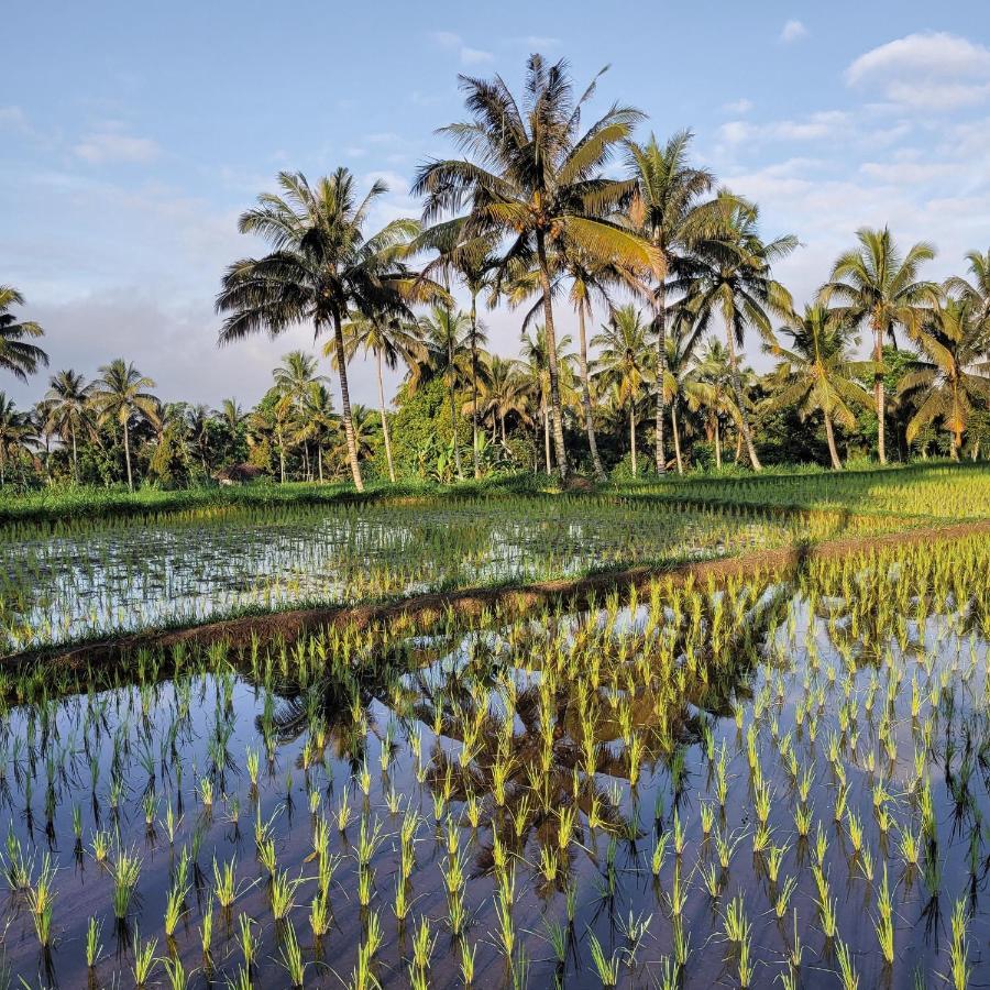 Hotel Les Rizieres Lombok - Tetebatu Exteriér fotografie